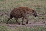 Spotted hyena, pregnant female, Serengeti